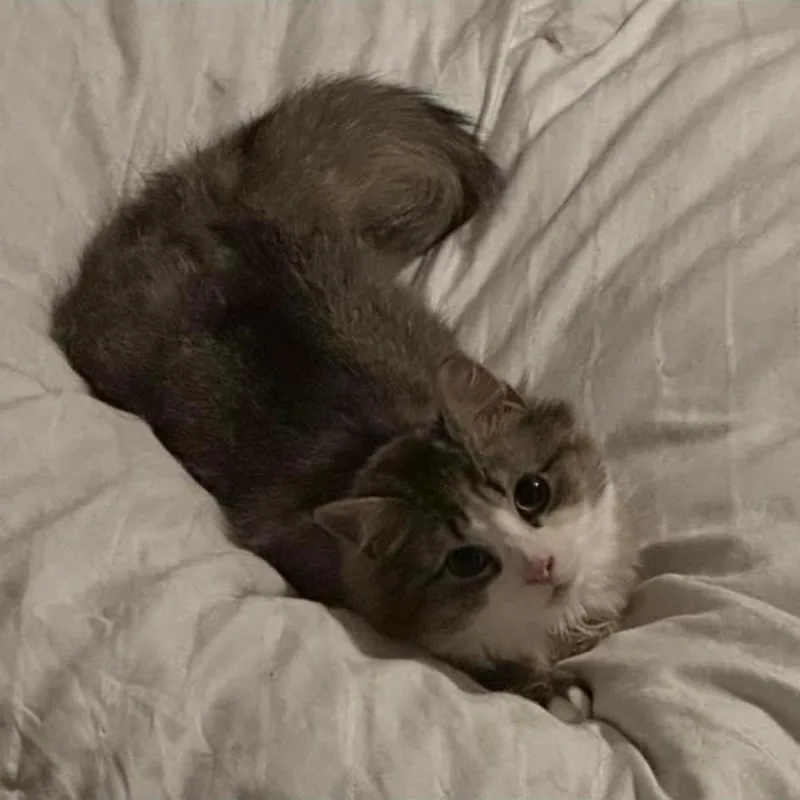 A baby medium-sized female Gray & White Domestic Medium Hair cat named Tilly for adoption in Toms River, NJ