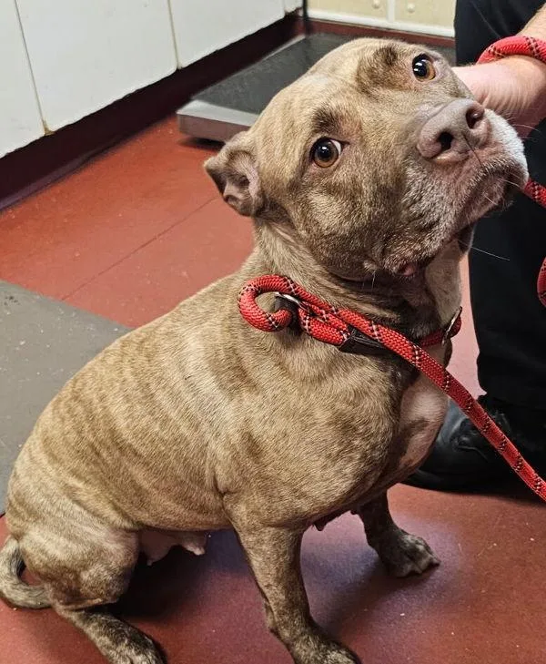 An adult medium-sized female Pit Bull Terrier dog named Annabelle for adoption in Salisbury, MD