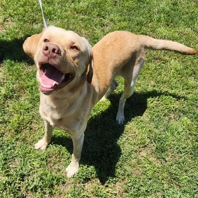 A young large-sized male Labrador Retriever dog named A for adoption in Wylie, TX