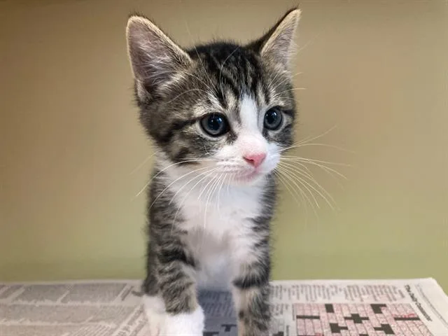 A baby small-sized female Domestic Short Hair cat named Pickle for adoption in Tustin, CA