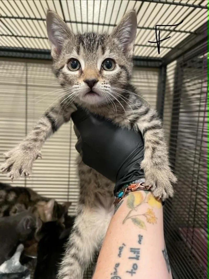 A baby medium-sized female Domestic Short Hair cat named Jackie for adoption in Bishopville, SC