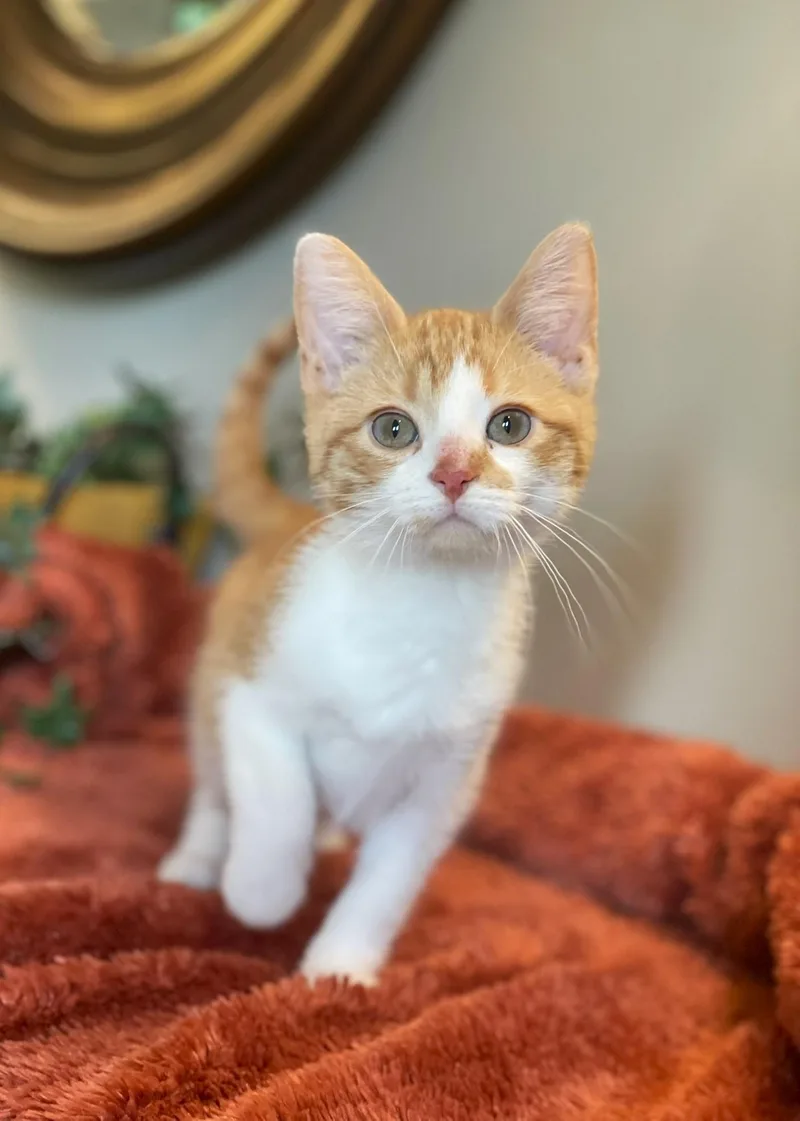 A baby medium-sized male Tabby (Orange / Red) Domestic Short Hair cat named Carl for adoption in Taylor, MI