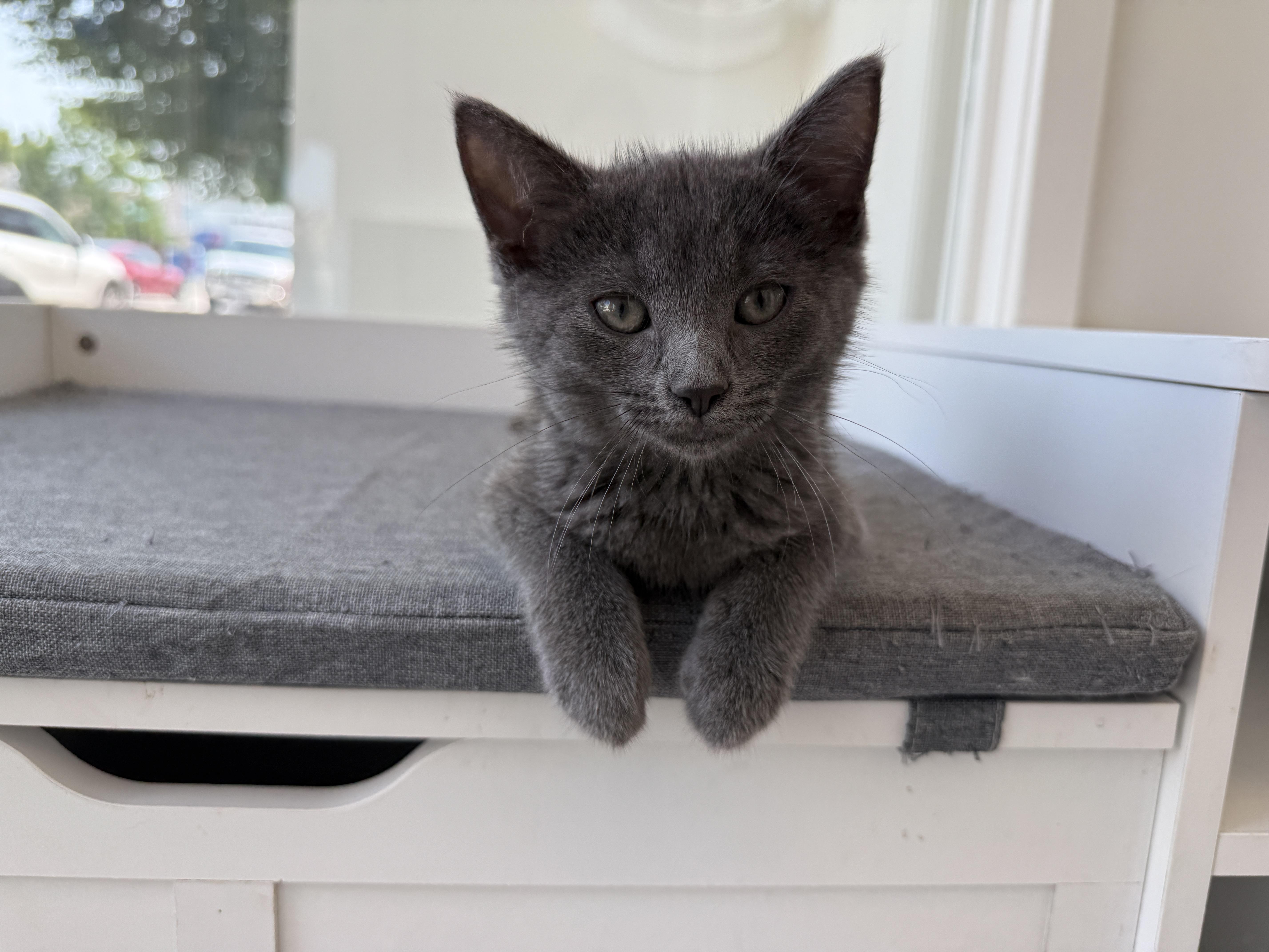 A baby medium-sized female Domestic Short Hair cat named Mochi for adoption in Evanston, IL