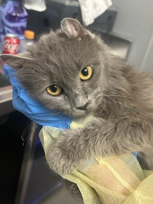 A young medium-sized female Domestic Short Hair cat named Baby Girl for adoption in Las Vegas, NV