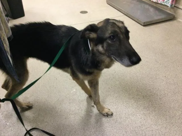 An adult large-sized female German Shepherd Dog dog named Bell for adoption in Riverside, CA