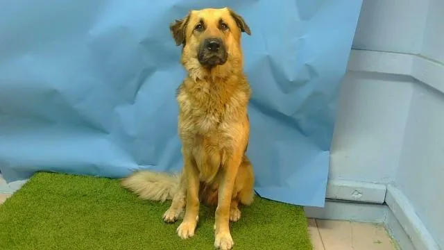 A young large-sized male German Shepherd Dog dog named Fat Boy for adoption in Gardena, CA