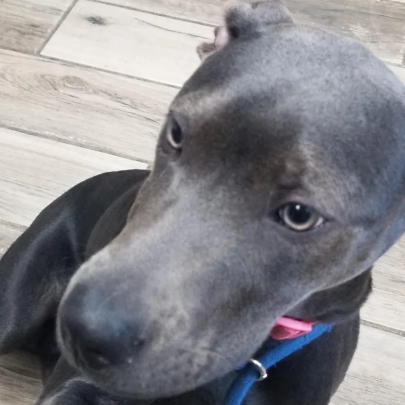A young medium-sized female Gray / Blue / Silver Mixed Breed dog named Zahra for adoption in Henderson, KY