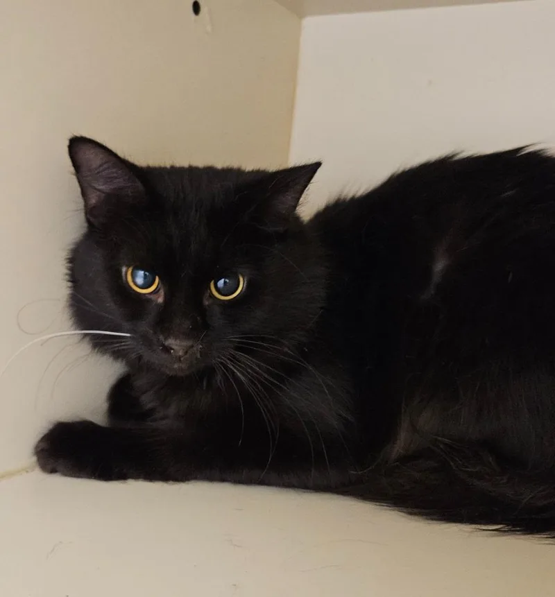A young medium-sized male Domestic Long Hair cat named Working Cat: Charmer for adoption in Bloomington, IN