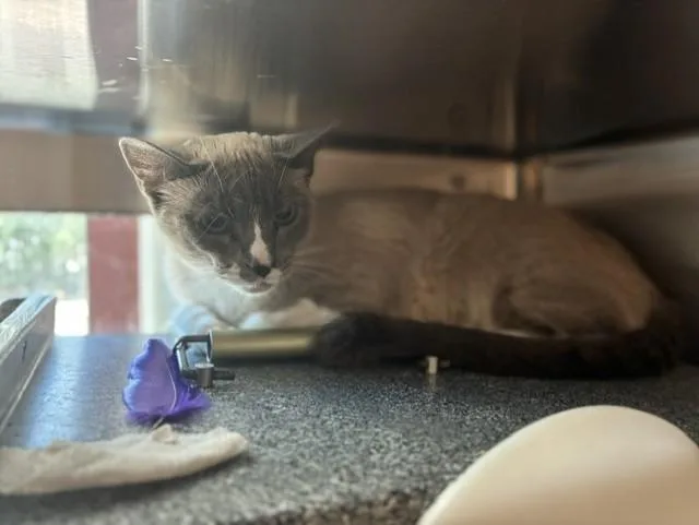 An adult medium-sized female Domestic Short Hair cat named Toofens for adoption in Colorado Springs, CO