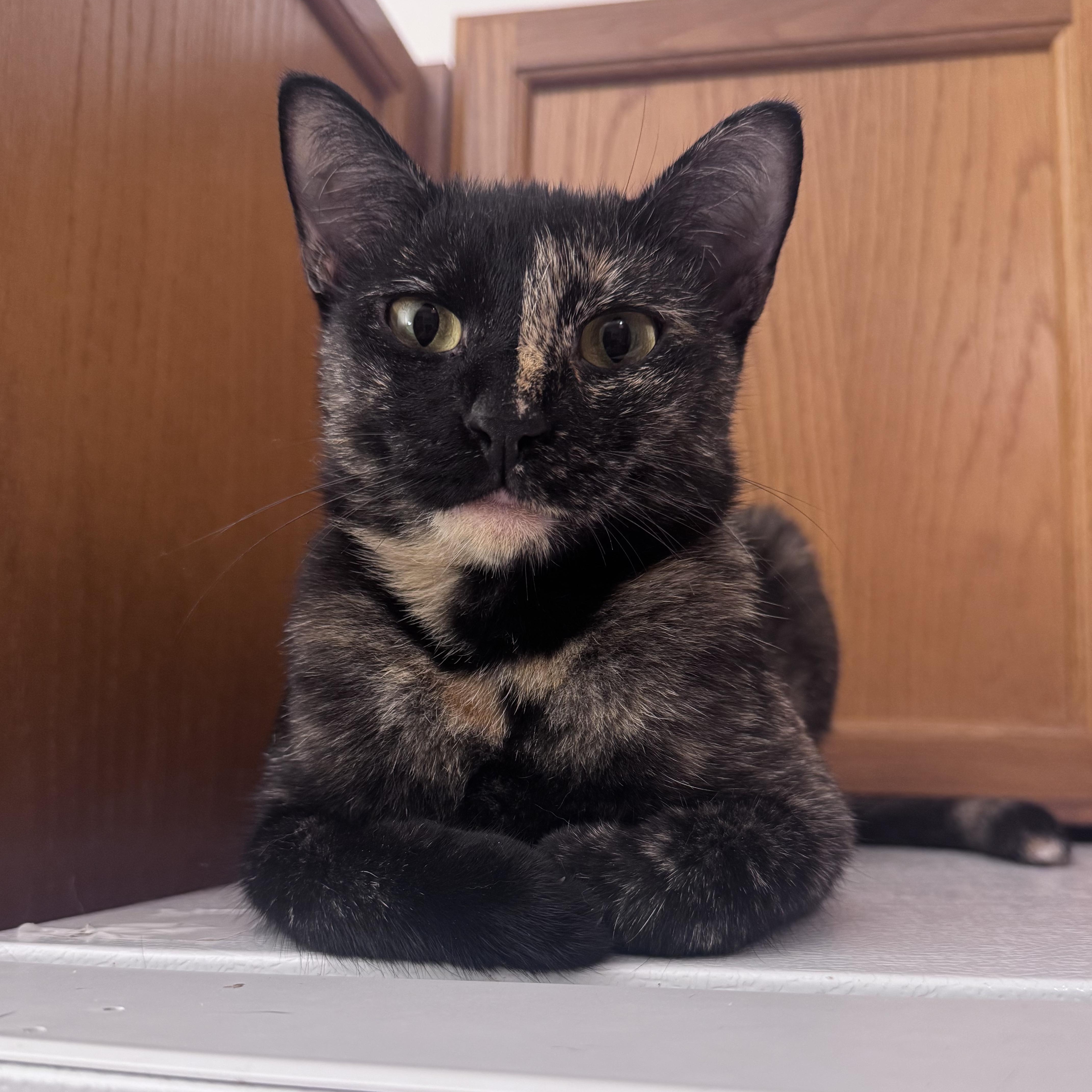 A young medium-sized female Tortoiseshell Domestic Short Hair cat named Parrotfish for adoption in brooklyn, NY