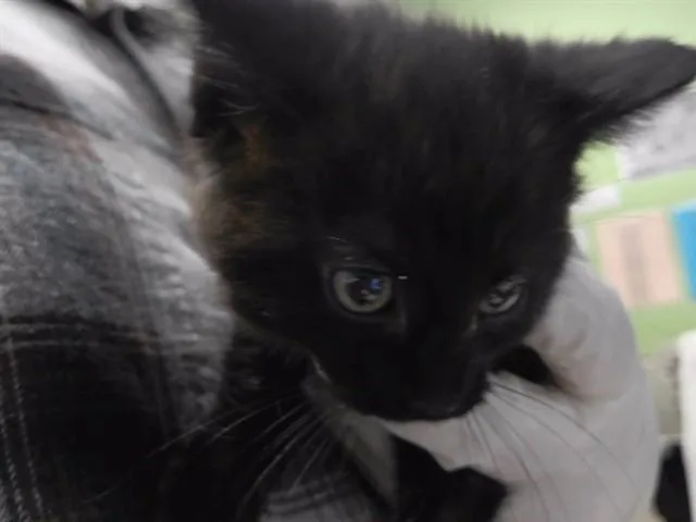 A baby small-sized female Domestic Short Hair cat named Rose for adoption in Omaha, NE