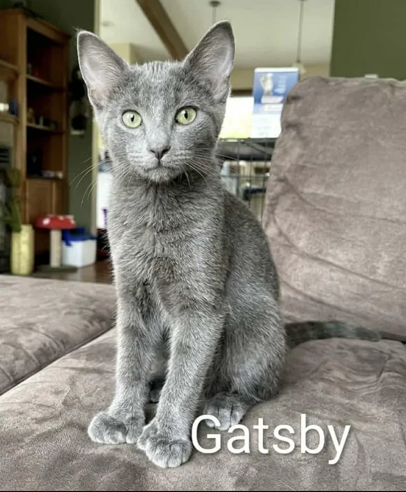 A baby medium-sized male Gray / Blue / Silver Russian Blue cat named Gatsby for adoption in Wyandotte, MI