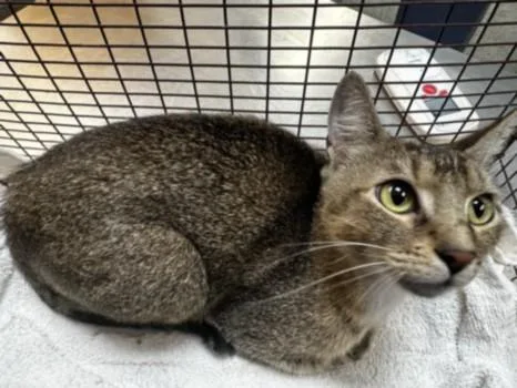 A young large-sized female Abyssinian cat named Sky for adoption in Los Angeles, CA
