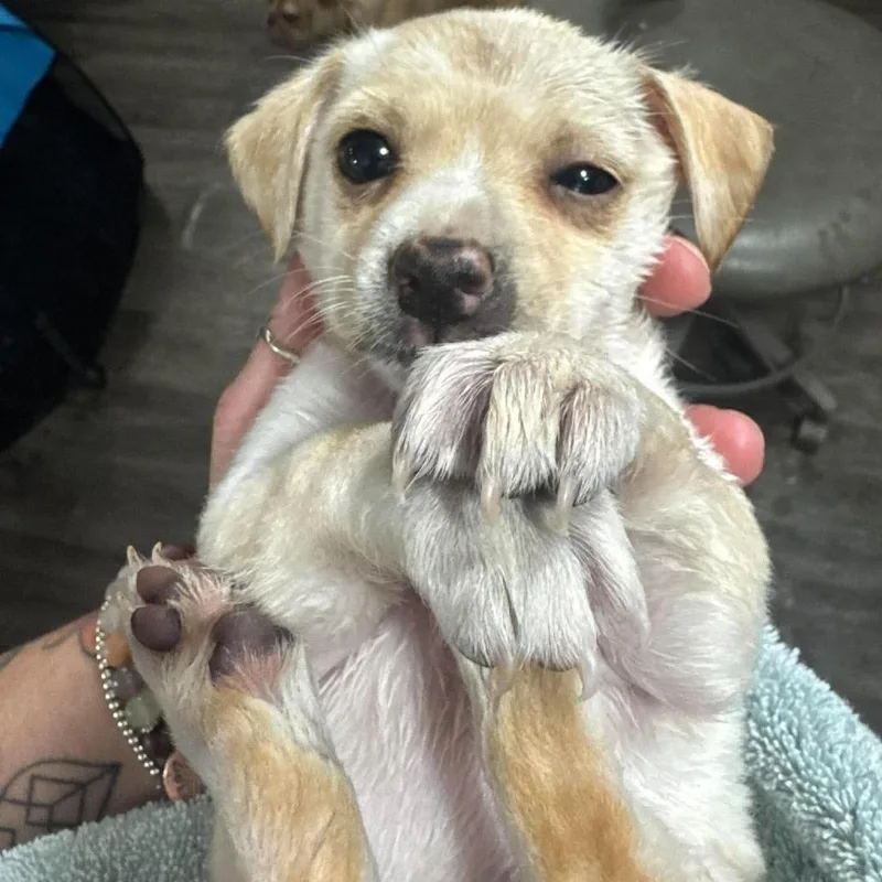 A baby small-sized female Apricot / Beige Chihuahua dog named Zucchini for adoption in Tacoma, WA