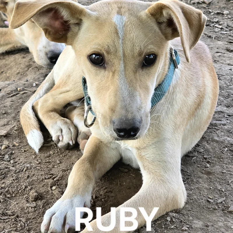 A baby medium-sized female Yellow / Tan / Blond / Fawn Collie dog named Ruby for adoption in Evansville, WI