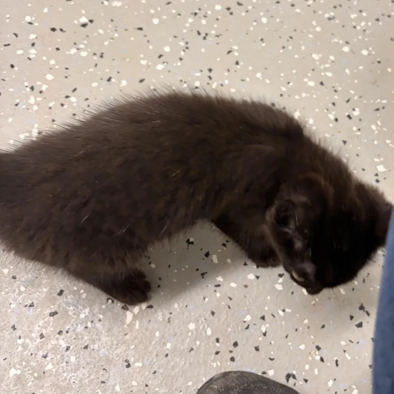 A baby medium-sized female Domestic Short Hair cat named Zaria for adoption in Bryan, OH