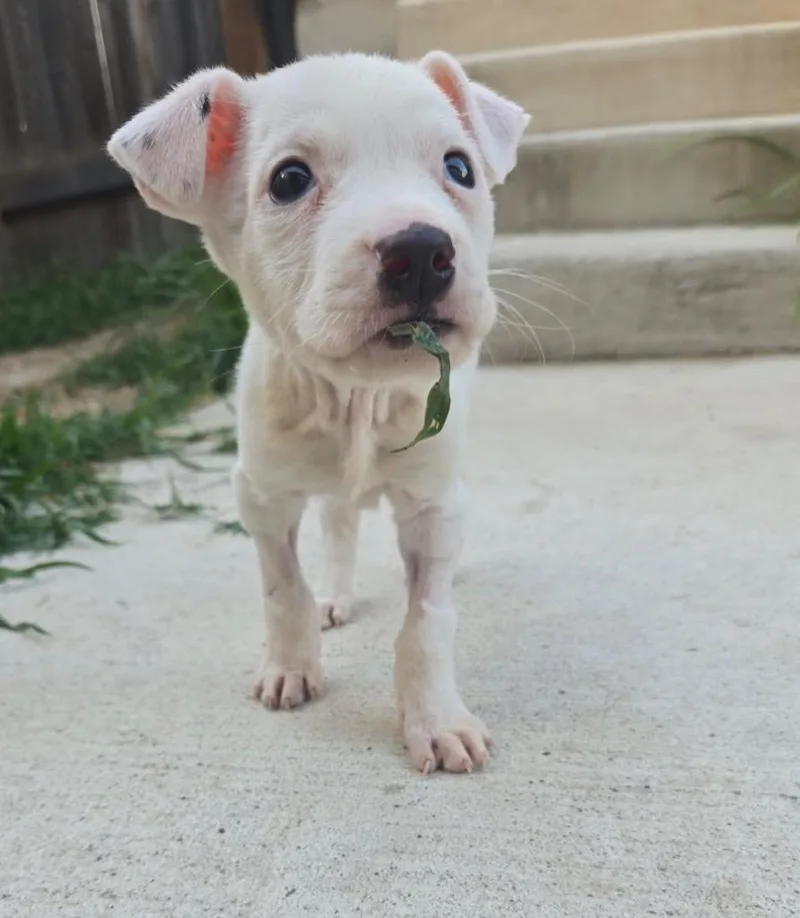 A baby small-sized female White / Cream Pit Bull Terrier dog named Tortilla for adoption in Austin, TX