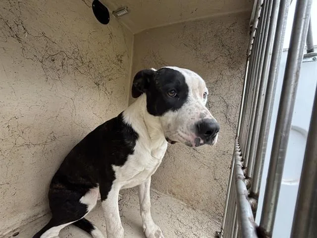 An adult medium-sized male Pit Bull Terrier dog named Kojak for adoption in Oklahoma City, OK
