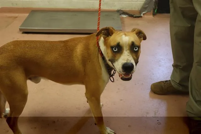 An adult large-sized male Mixed Breed dog named Blue for adoption in Columbia, SC