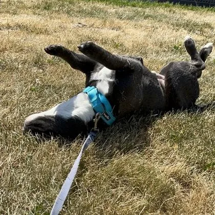 A young medium-sized male Mixed Breed dog named Pepper for adoption in Janesville, WI