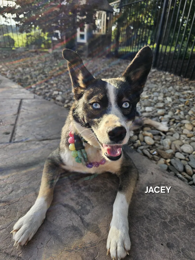 An adult medium-sized female Black Australian Shepherd dog named Jacey for adoption in Luttrell, TN