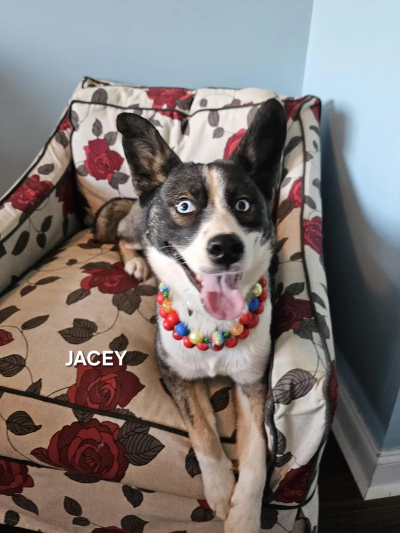 Jacey thumbnail 2