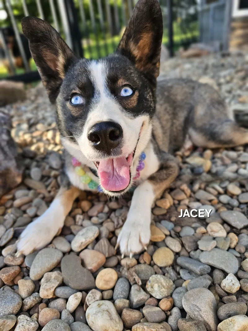 Jacey thumbnail 4