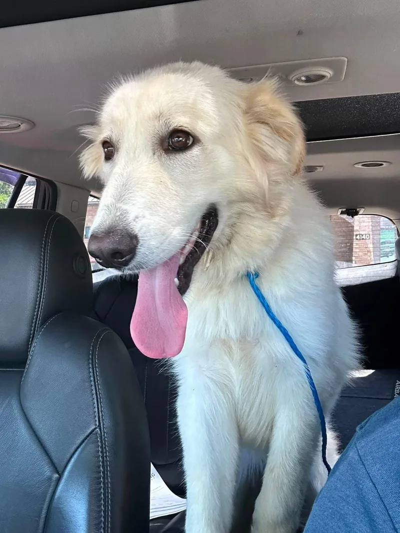 A young large-sized female Great Pyrenees dog named Taylor for adoption in Garland, TX
