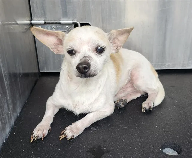 An adult small-sized male Chihuahua dog named Rj for adoption in San Antonio, TX