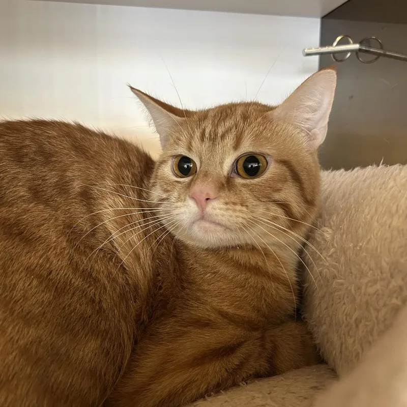 A young medium-sized male Orange / Red Domestic Short Hair cat named Moustache for adoption in Park City, UT