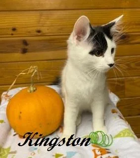A baby medium-sized male Tuxedo cat named Kingston fluffy for adoption in Southern Pines, NC