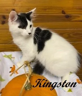 Kingston  fluffy  thumbnail 2
