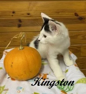 Kingston  fluffy  thumbnail 3