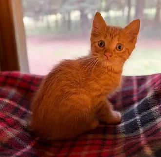 A baby medium-sized male Tabby (Orange / Red) Domestic Short Hair cat named Tigger for adoption in Andover, MN