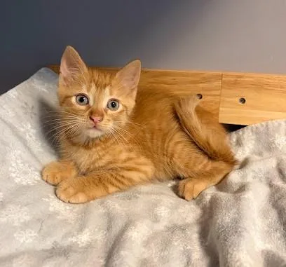 Tigger thumbnail 2
