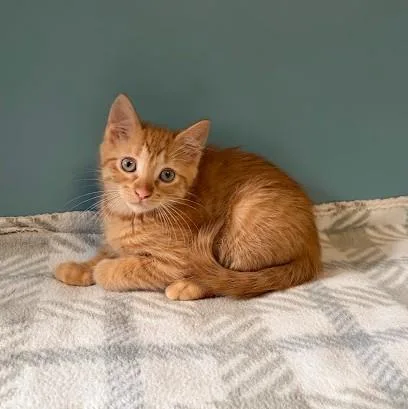 Tigger thumbnail 4