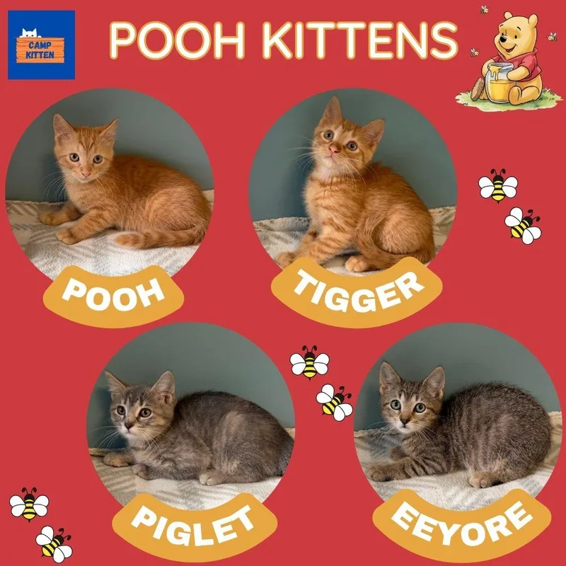 Tigger thumbnail 5