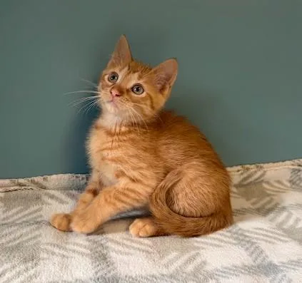 Tigger thumbnail 6