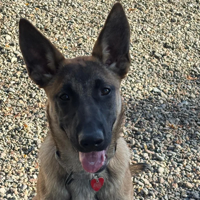 A young large-sized female Brown / Chocolate Mixed Breed dog named Miley for adoption in Medford, OR