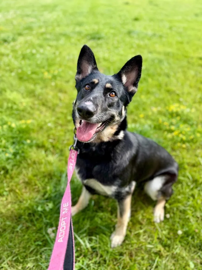 A young large-sized female German Shepherd Dog dog named Freya for adoption in Gloversville, NY