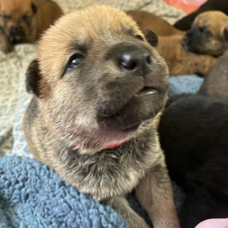 A baby medium-sized female Brown / Chocolate Mixed Breed dog named Jazz for adoption in Tulsa, OK
