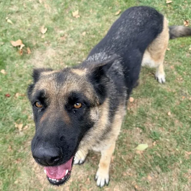 A young large-sized female German Shepherd Dog dog named Marsha for adoption in Riverside, CA