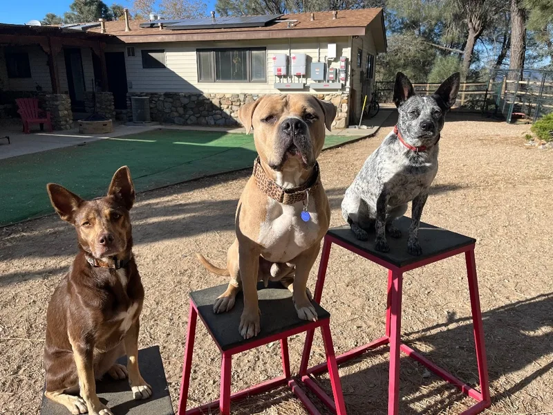 An adult large-sized male Yellow / Tan / Blond / Fawn Mastiff dog named Brody for adoption in La Habra, CA