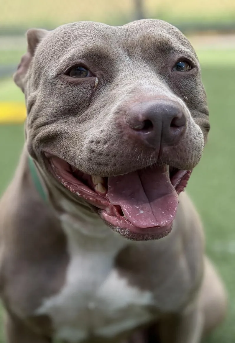 An adult large-sized female Pit Bull Terrier dog named Ann for adoption in Hillsboro, NH