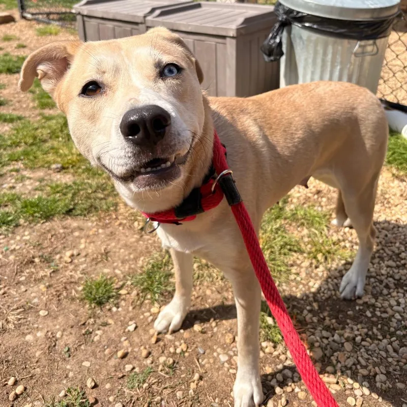 An adult medium-sized female Gray / Blue / Silver Mixed Breed dog named Rena for adoption in Philadelphia, PA