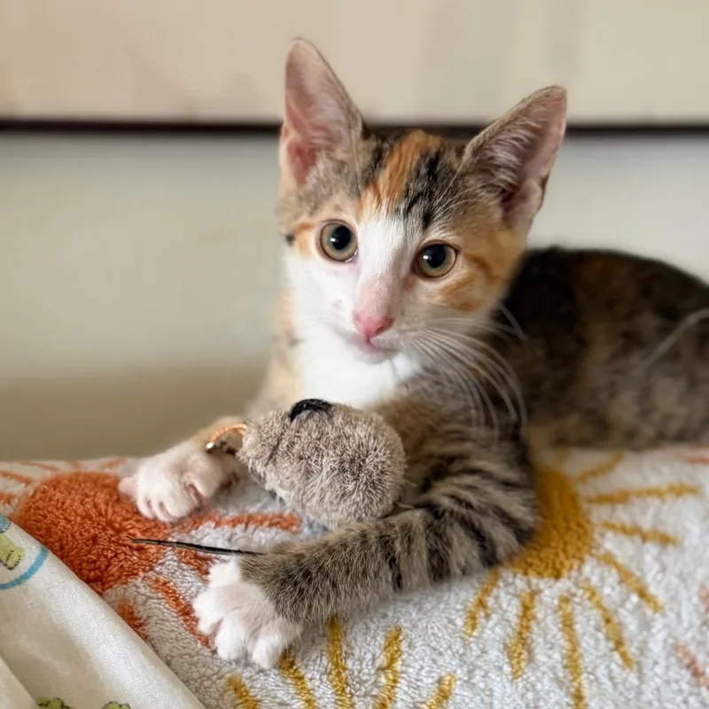 A baby small-sized female White Domestic Short Hair cat named Senorita Margarita for adoption in Middle Village, NY