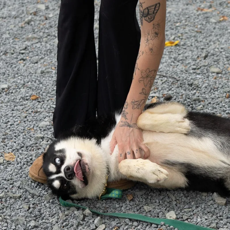 An adult medium-sized male Black Husky dog named Toucan Sam for adoption in Birdsboro, PA