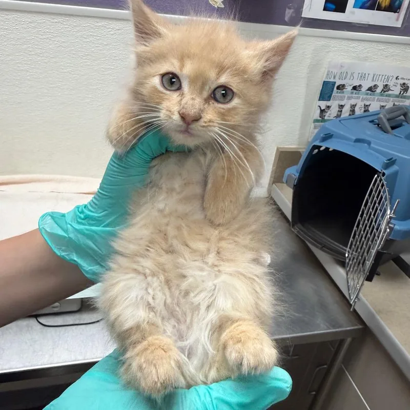 Stray Hold Butterscotch