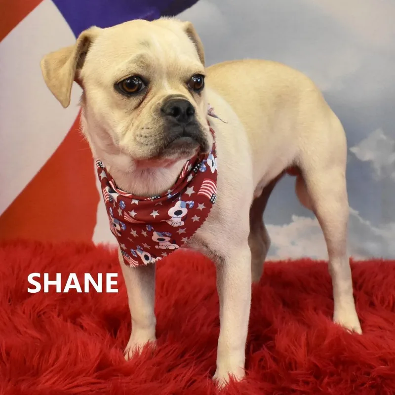 Shane