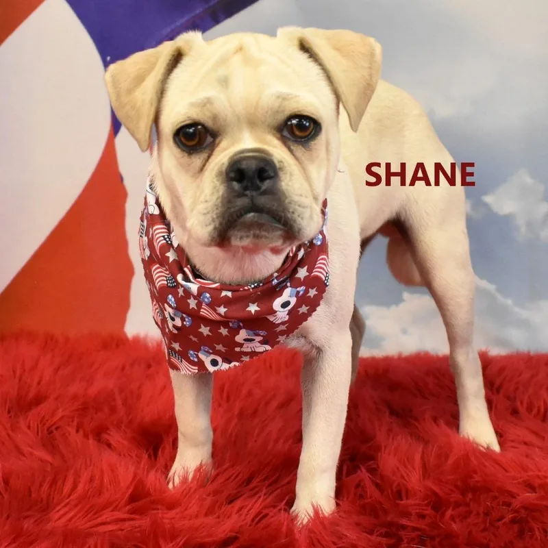 Shane thumbnail 2